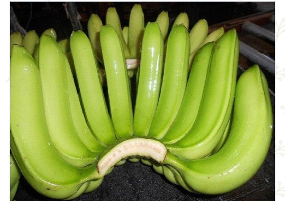 Banana Cavendish G9 from India